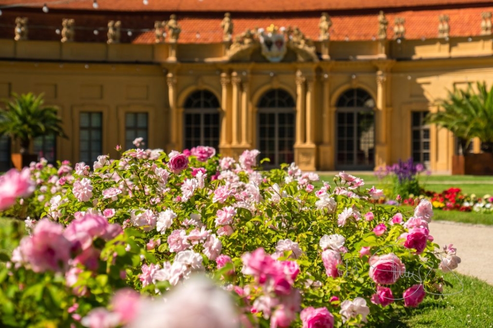 170611 Erlangen Schlossgarten Botanischer Garten3019 2 1024x683