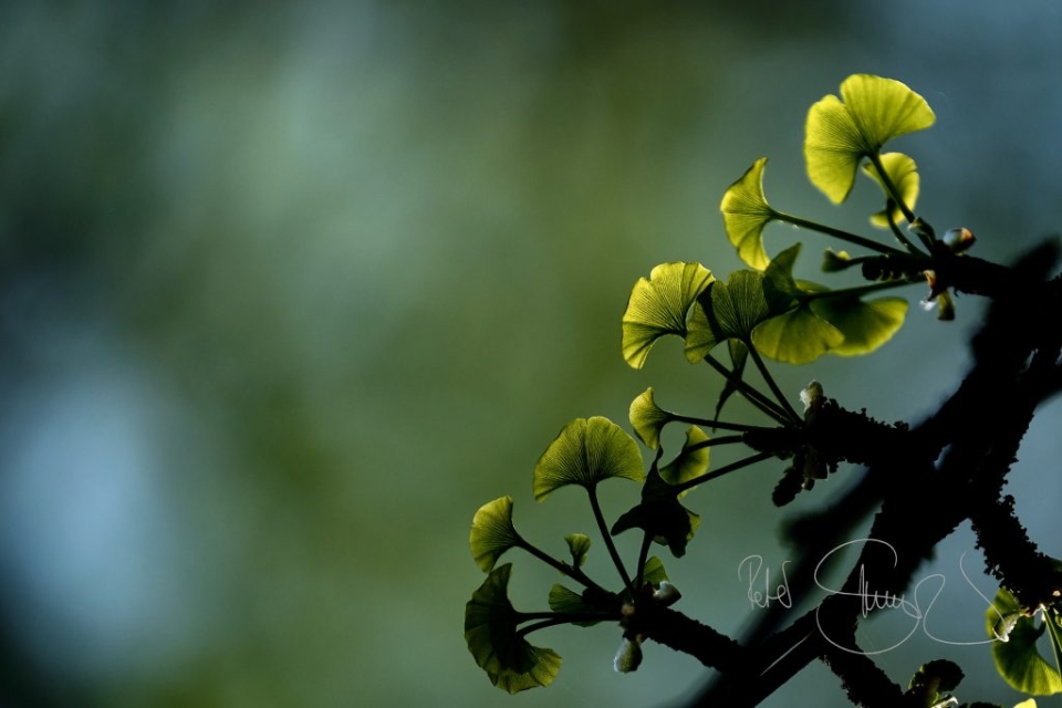 190420 Erlangen Aroma und Botanischer Garten 8122 3 1024x683