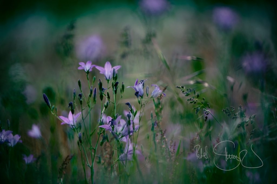 210603 Spardorf Wiese am Muehlghlgatren 4846 1 1024x683