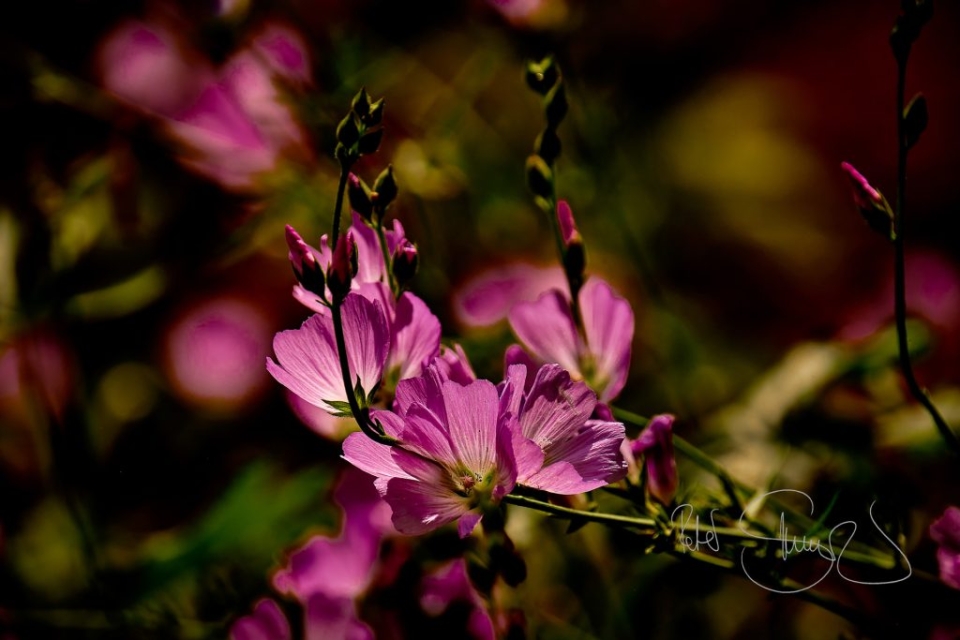 210711 HH Botanischer Garten Teil 3 6352 6 1024x683