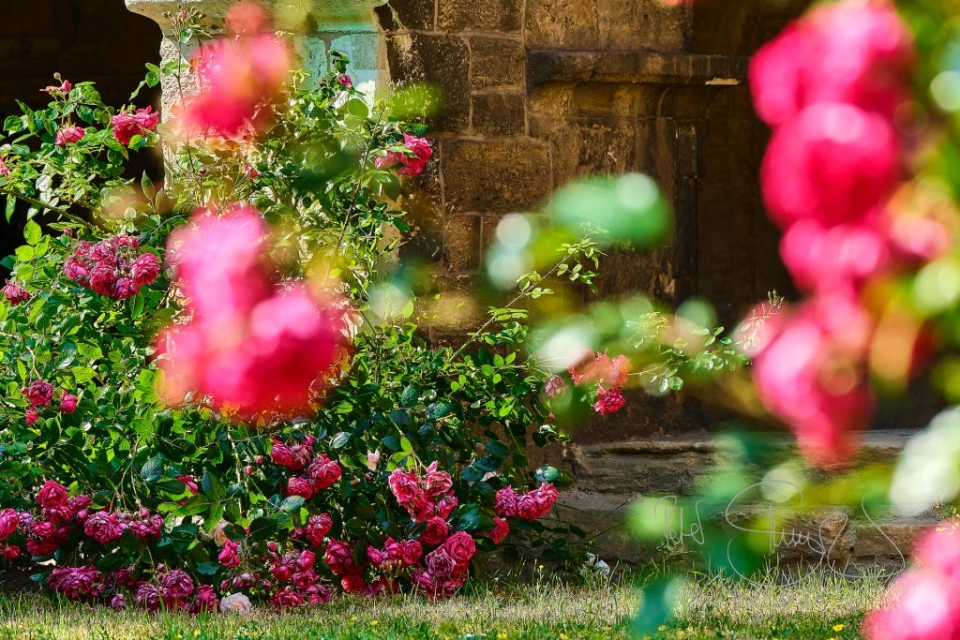 230611 Naumburg Dom 4262 1 1024x683