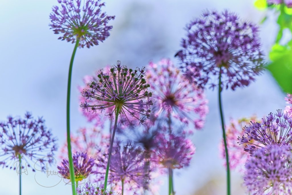 240514 Muenchen Botanischer Garten 2428 4 1024x683