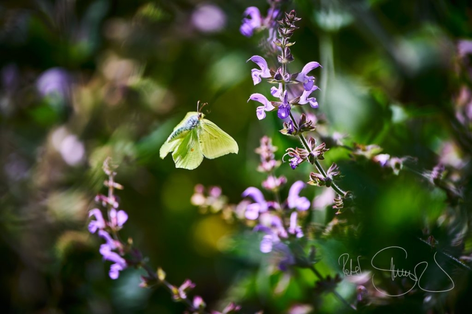 240714 Erlangen Aromagarten 700797 2 1024x683